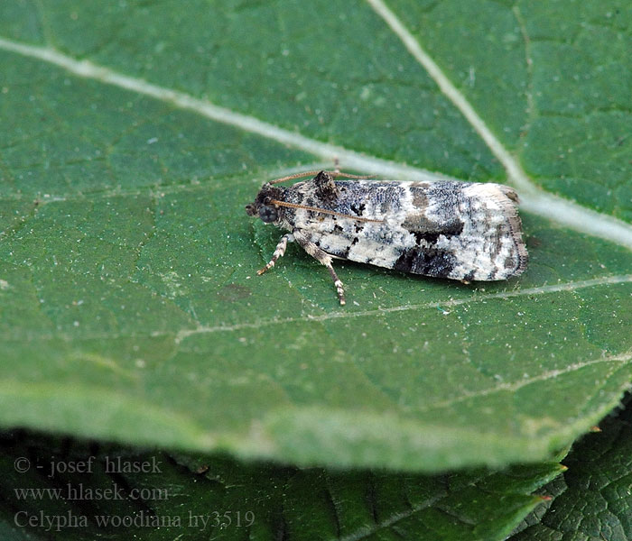 Weißer Mistelwickler Celypha woodiana