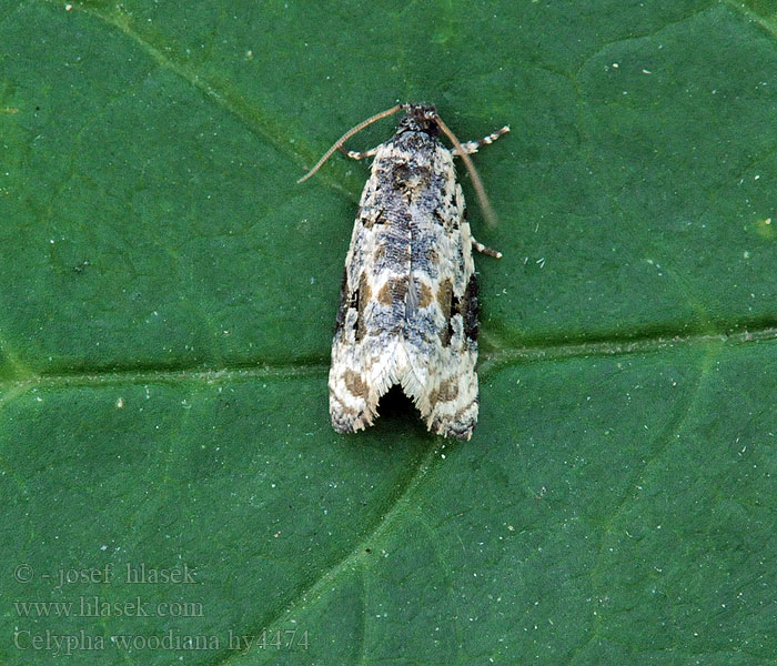 Weißer Mistelwickler Celypha woodiana