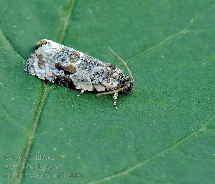 Weißer Mistelwickler Celypha woodiana