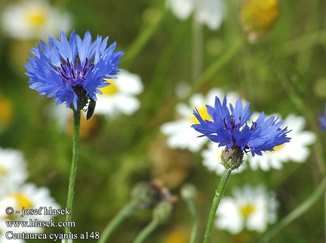 Centaurea cyanus Cornflower Corn flower Kornblume Chaber bławatek