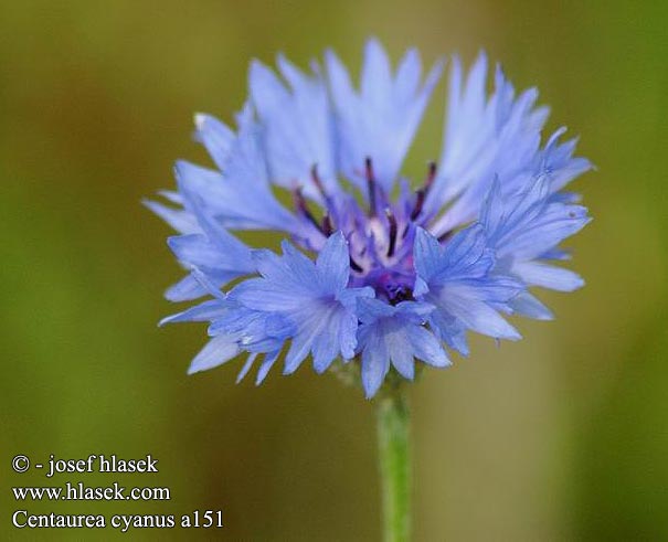 Centaurea cyanus Réti imola Blåklint Ruiskaunokki