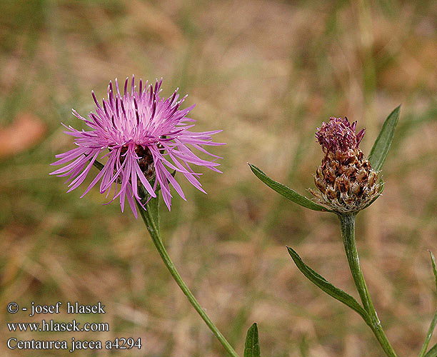 Centaurea jacea