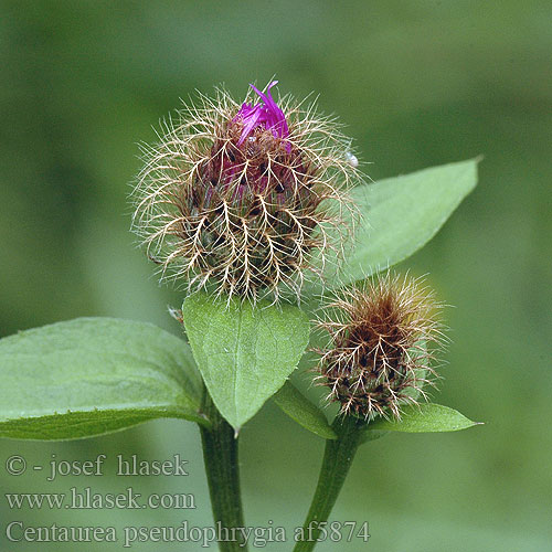 Centaurea pseudophrygia af5874