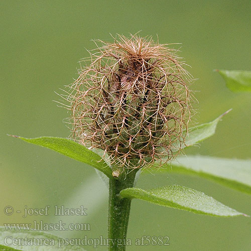 Centaurea pseudophrygia af5882