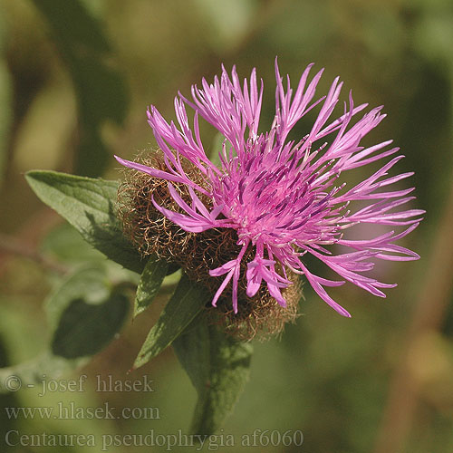 Centaurea pseudophrygia af6060