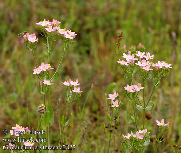 Centaurium erythraea Centauro maggiore Echtes Gemeines Tausendgüldenkraut