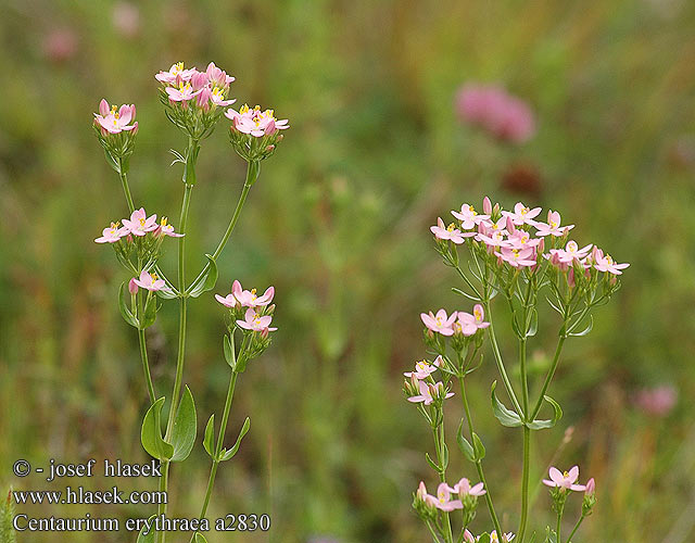 Centaurium erythraea Centuria pospolita Zeměžluč lékařská okolíkatá