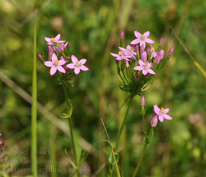 Centaurium erythraea Zeměžluč hořká menší Zemežlč menšia