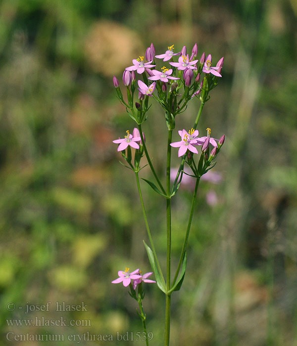 Centaurium erythraea Common Centaury