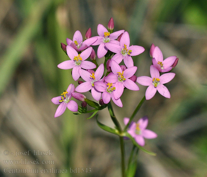 Centaurium erythraea Petite-centaurée rouge