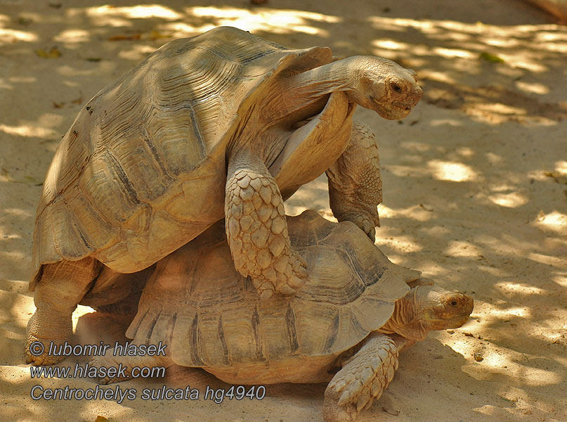 Centrochelys sulcata Želva ostruhatá Spornschildkröte