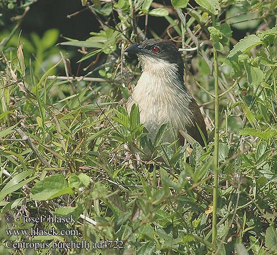 Centropus burchelli burchellii Burchell's Coucal Coucal Burchell