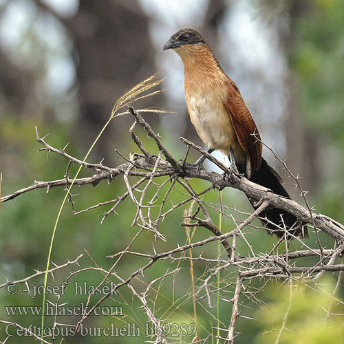 Coucal Burchell Gewone Vleiloerie Burrhell-spoorkoekoek Cucal Burchell