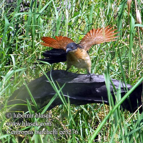 Burchell's Coucal Coucal Burchell Gewone Vleiloerie Burrhell-spoorkoekoek