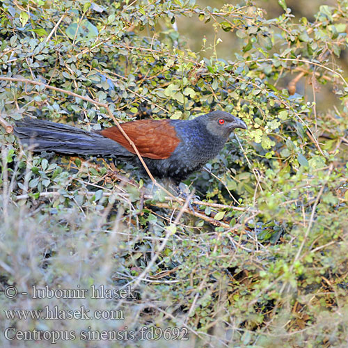 Centropus sinensis Kukacka tmavá vraní Heckenkuckuck Mohrenkuckuck Common Crow-Pheasant Greater Coucal Grand Coucal オオバンケン オオバンケンバンケン Шпорцевая кукушка индийский кукаль Cucal Chino Cuculo fagiano maggiore 褐翅鴉鵑, 褐翅鸦鹃 Brunrygget Sporegøg Kastanjakukaali aasiankukaali Chempakam Kalli kakka Bubut besar 큰쿠칼 Bubut Besar Burung Chinese Spoorkoekoek Orientsporegjøk Kukal zmienny Ostrohár krovinný Bìm bịp lớn นกกระปูดใหญ่