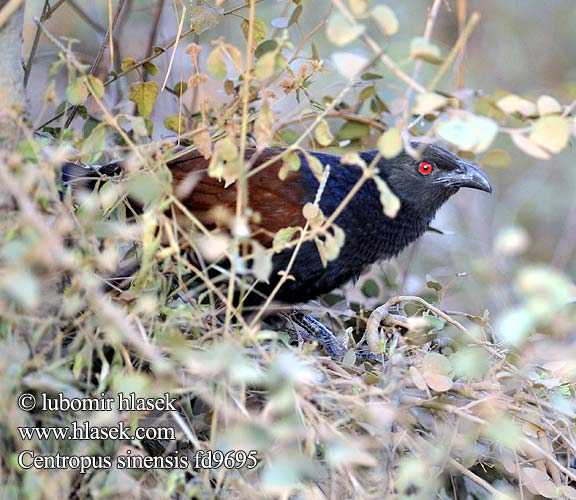 Common Crow-Pheasant Greater Coucal Grand Coucal オオバンケン オオバンケンバンケン Шпорцевая кукушка индийский кукаль Cucal Chino Cuculo fagiano maggiore 褐翅鴉鵑, 褐翅鸦鹃 Brunrygget Sporegøg Kastanjakukaali aasiankukaali Chempakam Kalli kakka Bubut besar 큰쿠칼 Bubut Besar Burung Chinese Spoorkoekoek Orientsporegjøk Kukal zmienny Ostrohár krovinný Bìm bịp lớn นกกระปูดใหญ่ Centropus sinensis Kukacka tmavá vraní Heckenkuckuck Mohrenkuckuck