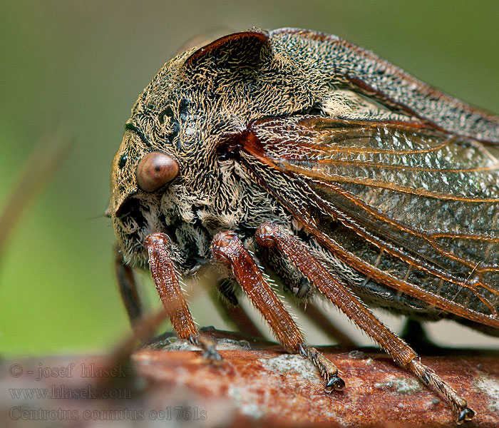 Doorncicade Tŕňovka liesková Hornstrit Centrotus cornutus