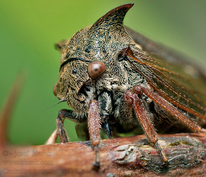 Centrotus cornutus Ostnohřbetka křovinná