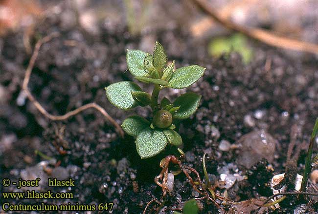 Centunculus minimus Anagallis minima Bastard pimpernel