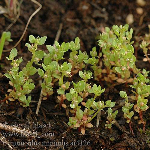 Centunculus minimus Dwergbloem Acker Kleinling Acker-Kleinling