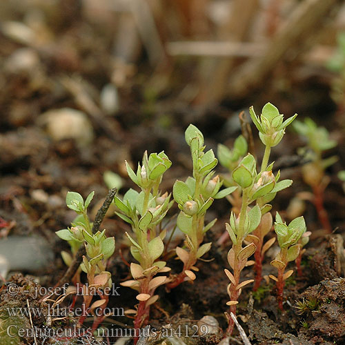 Centunculus minimus Knudearve Uudenkaupungin saaristossa Dwergbloem