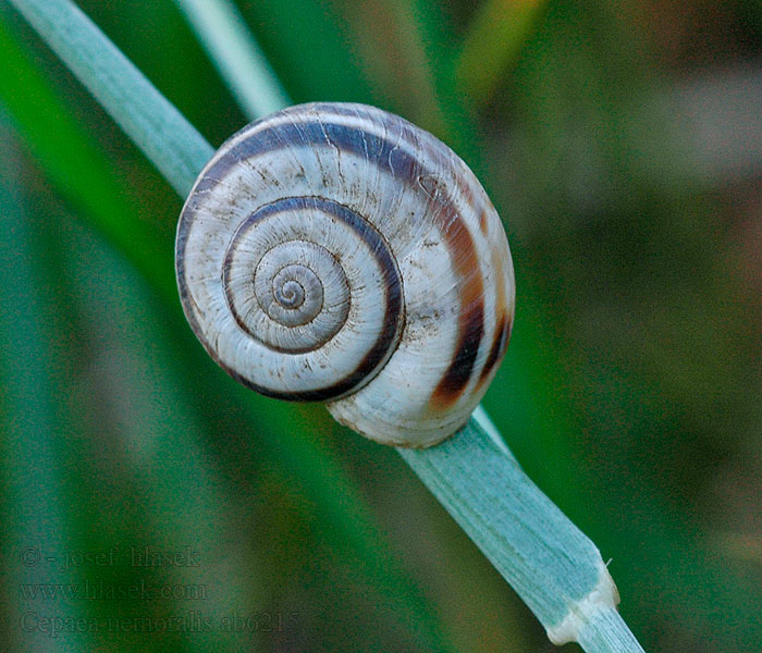 Cepaea nemoralis Páskovka hájní Hain-Bänderschnecke Wstężyk gajowy