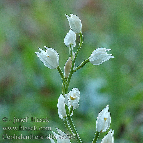 Cephalanthera alba Cephalanthère blanc pâle Elléborine blanche