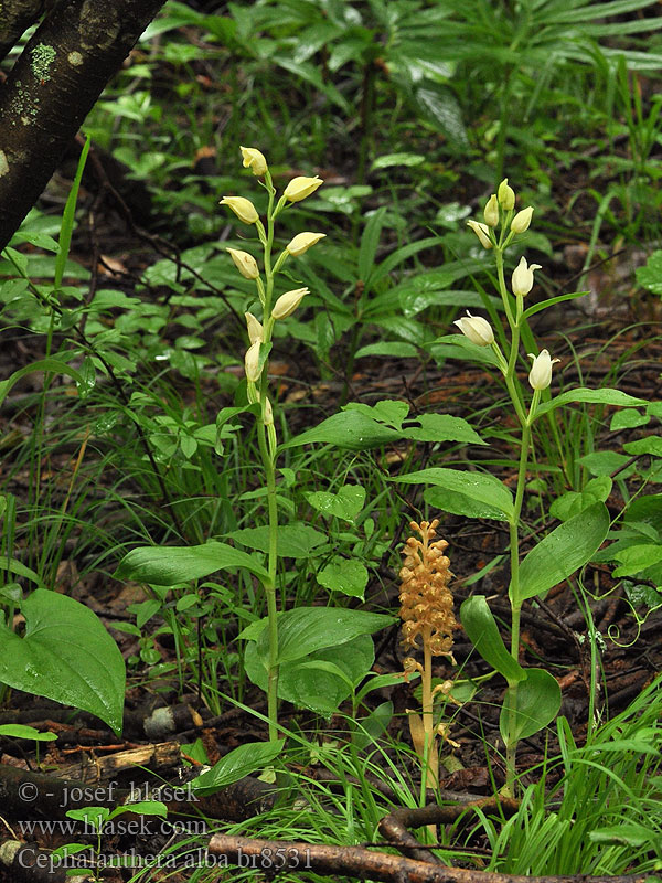 Cephalanthera alba damasonium Cephalanthère blanc pâle