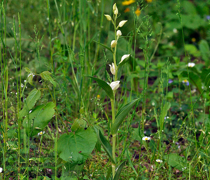 Cephalanthera alba