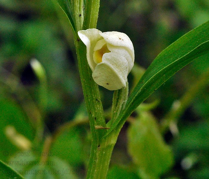 Cephalanthera alba