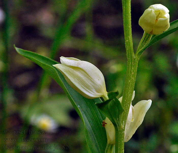 Cephalanthera alba