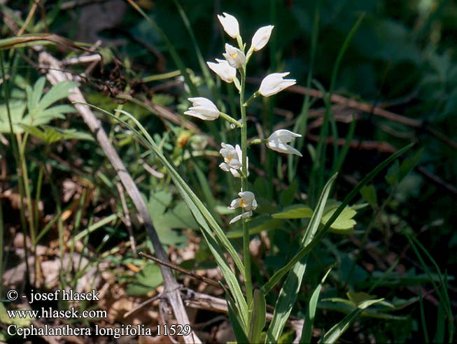 Cephalanthera longifolia Narrow-leaved Helleborine Sværd-skovlilje