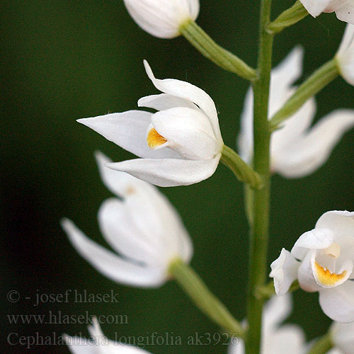 Пыльцеголовник длиннолистный Rød skogfrue Cephalanthera longifolia