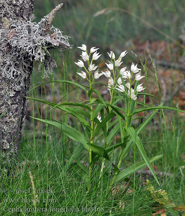 Cephalanthera longifolia Пыльцеголовник длиннолистный Rød skogfrue