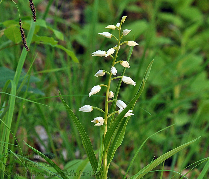 Cephalanthera longifolia