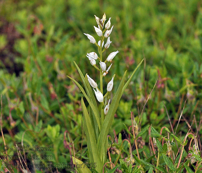 Cephalanthera longifolia