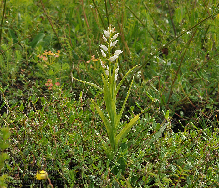 Cephalanthera longifolia