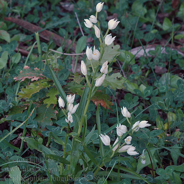 Cephalanthera longifolia Okrotice dlouholistá Svärdsyssla