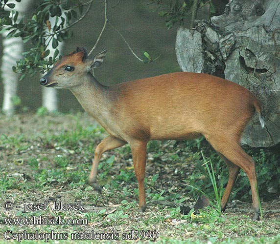 Cephalophus natalensis Red forest Natal duiker Rød dykkerantilope Rødduiker Céphalophe Natal Rode duiker Natáli bobitásantilop Rotducker Dujker czerwony Chocholatka červená Duiker selva roja Dykare Красный дукер