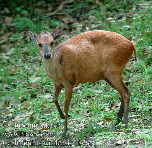 Cephalophus natalensis Red forest Natal duiker Rød dykkerantilope Rødduiker Céphalophe Natal Rode duiker Natáli bobitásantilop Rotducker Dujker czerwony Chocholatka červená Duiker selva roja Dykare Красный дукер