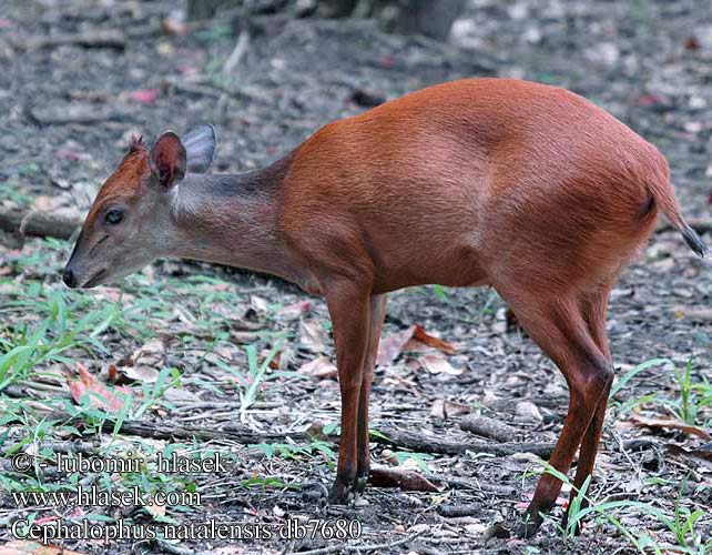 Cephalophus natalensis Red forest Natal duiker Rød dykkerantilope Rødduiker Céphalophe Natal Rode duiker Natáli bobitásantilop Rotducker Dujker czerwony Chocholatka červená Duiker selva roja Dykare Красный дукер