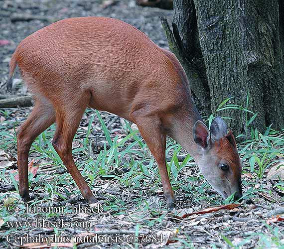 Cephalophus natalensis Red forest Natal duiker Rød dykkerantilope Rødduiker Céphalophe Natal Rode duiker Natáli bobitásantilop Rotducker Dujker czerwony Chocholatka červená Duiker selva roja Dykare Красный дукер