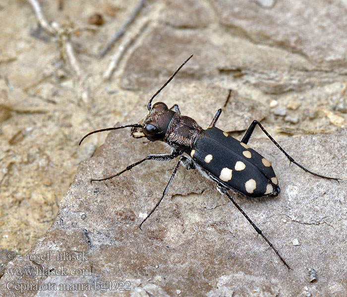 Cephalota maura Cicindela