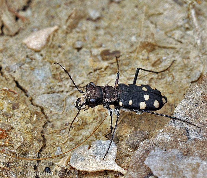 Cephalota maura Cicindela