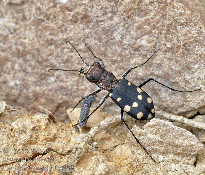 Cephalota maura Cicindela