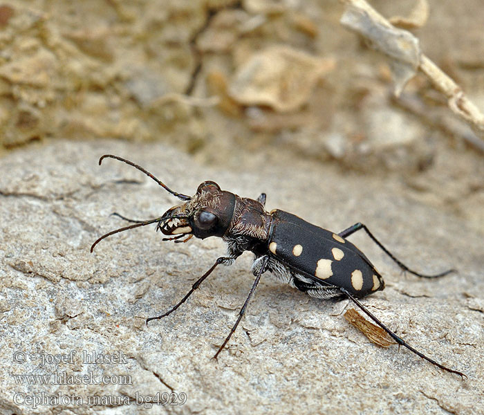 Cephalota maura Cicindela