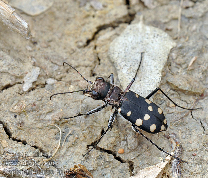 Cephalota maura Cicindela