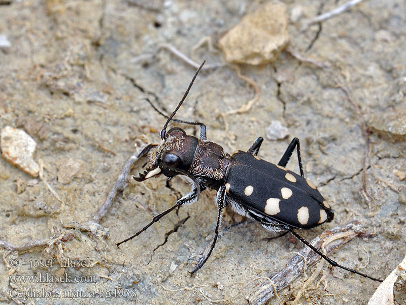 Cephalota maura Cicindela