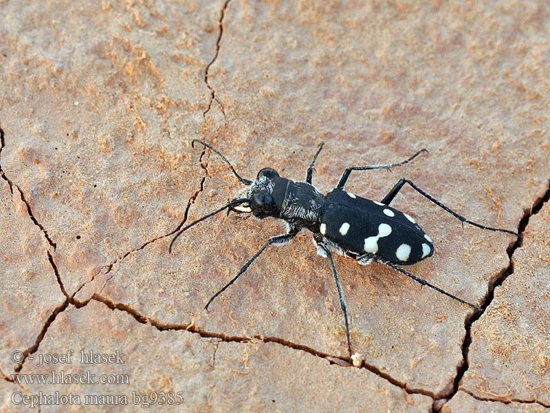 Cephalota maura Cicindela