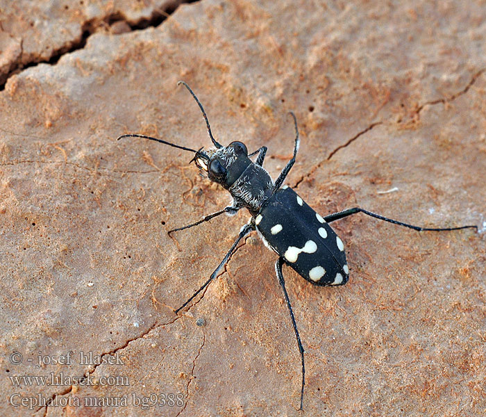 Cephalota maura Cicindela